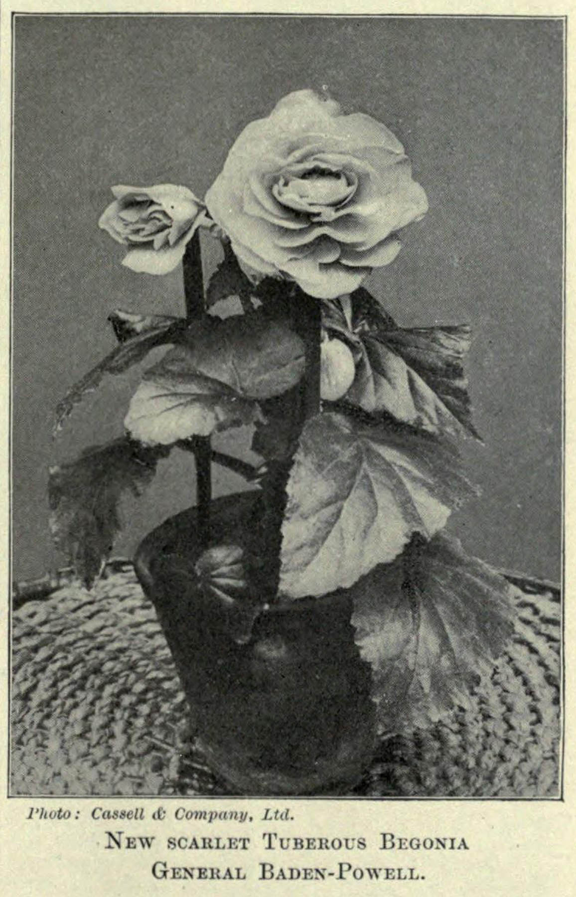 B. ‘General Baden-Powell’